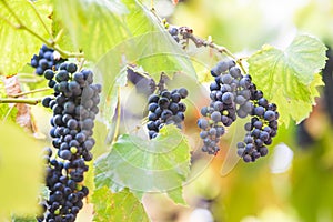 Autumn background with red grapes in a vineyard