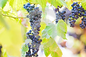 Autumn background with red grapes in a vineyard