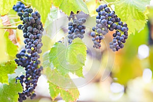 Autumn background with red grapes in a vineyard