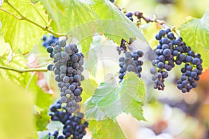 Autumn background with red grapes in a vineyard