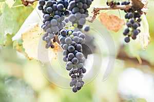 Autumn background with red grapes in a vineyard