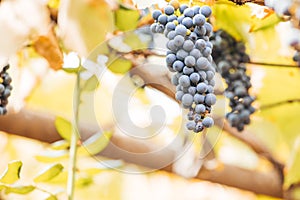 Autumn background with red grapes in a vineyard