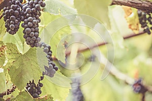 Autumn background with red grapes in a vineyard