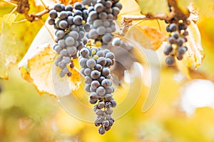 Autumn background with red grapes in a vineyard