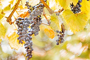 Autumn background with red grapes in a vineyard