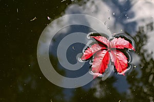 Autumn background red leaf in water