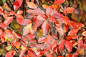 Autumn background with red leaves