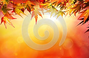 Autumn background with red leaves