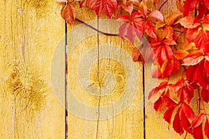 Autumn background, red leaves wooden texture