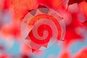 Red maple leaf with shallow focus.