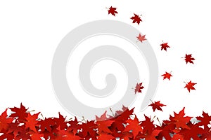 Red maple leaves falling