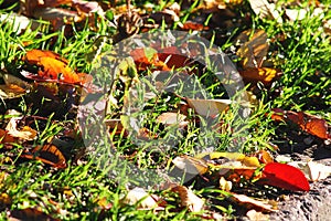 Autumn background. Red and yellow cherry-tree leaves on the grass close-up. Low point of shooting.