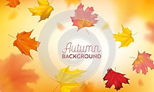 Autumn Background with Red and Yellow Maple Leaves. Nature Fall Seasonal Design Template for Web Banner, Leaflet, Sale