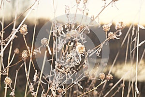 Autumn background. The reed thickets at sunset.