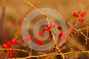 Autumn Background With Rosehips