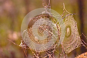 Autumn Background With Spider Webs photo