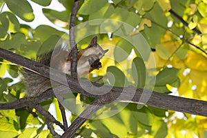 Autumn background squirrel gnaws a nut in a tree