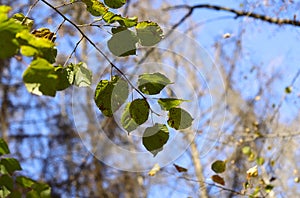 Autumn background. Texture of withering green leaves against a blue sky.