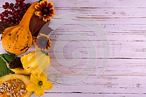 Autumn background for Thanksgiving day pumpkins, leaves flowers on a white wood background. Copy space.