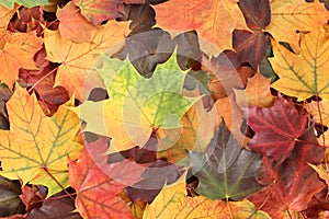 Top down view of a heap of dried yellow, green, orange, purple and red maple leaves.