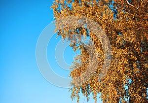Autumn background tree and sky