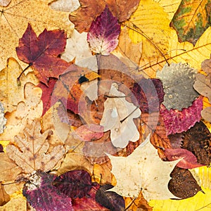 autumn background from various varicolored leaves