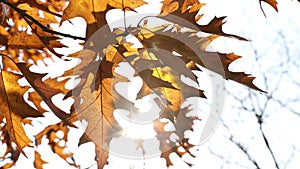 Autumn background video. Brown leaves on the autumn tree and sun rays