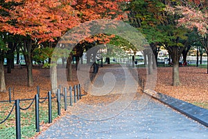 Autumn Background Washington DC Walkway