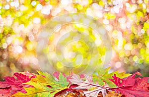 Autumn background with a whis autumn colorful leaves and beautiful sunny bokeh