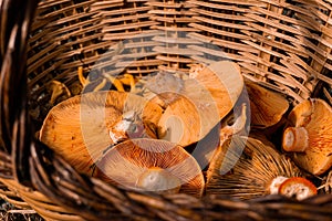 Autumn background of a wicker basket full of fresh and wild mushrooms.  Selective focus. Close up view photo