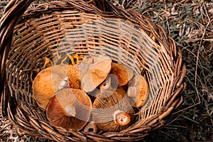 Autumn background of a wicker basket full of fresh and wild mushrooms.  Selective focus. Top view photo
