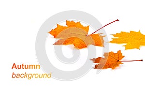 Autumn background with yellow and