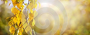 Autumn background with yellow birch leaves on blurred background in sunny weather, panorama, copy space