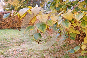 autumn background, yellow dry foliage, green leaves, not yet withered, seasons