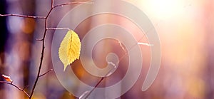 Autumn background with yellow leaf in the forest on a tree on a blurred background in sunny weather in pastel colors