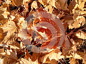 Autumn background of a yellow leaves