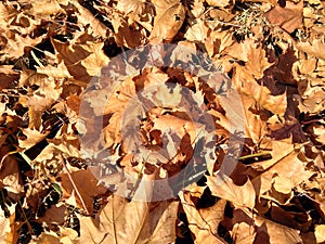 Autumn background of a yellow leaves