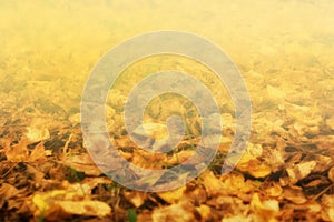 autumn background with yellow leaves perspective photo