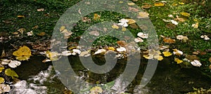 Yellow leaves in the water in early autumn