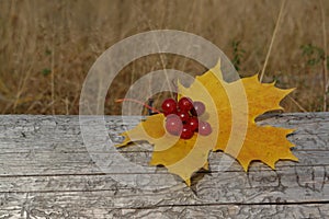 Autumn background - yellow maple leaf and guelder-rose berries lying on a dry fallen tree trunk, close-up, copy space