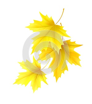 Autumn background with yellow maple leaf leaves. Vector illustration