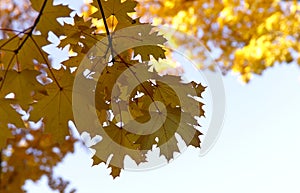 Autumn background. Yellow maple leaves against the blue sky.