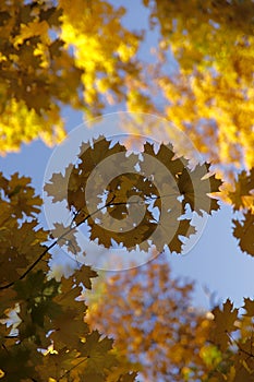 Autumn background. Yellow maple leaves against the blue sky.