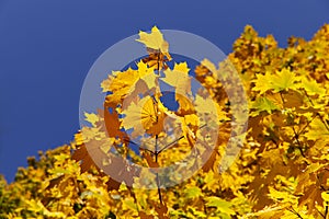 Autumn background. Yellow maple leaves against the blue sky.