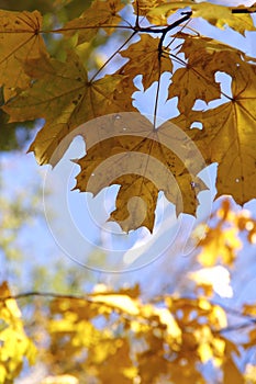 Autumn background. Yellow maple leaves against the blue sky.