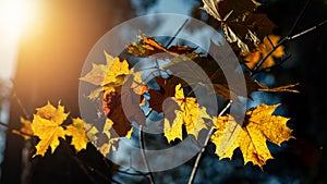 Autumn background with yellow maple leaves and sun rays.