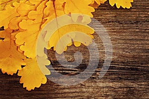 Autumn Background with Yellow Oak Leaves