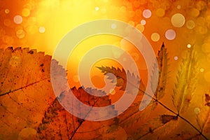 Autumn background yellow orange leaves festive bokeh photo