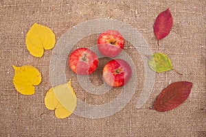 Autumn background yellow and Red leaves of berries fruits fall