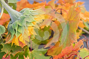 Autumn background, yellow sunflower and red maple leaves, close-up.